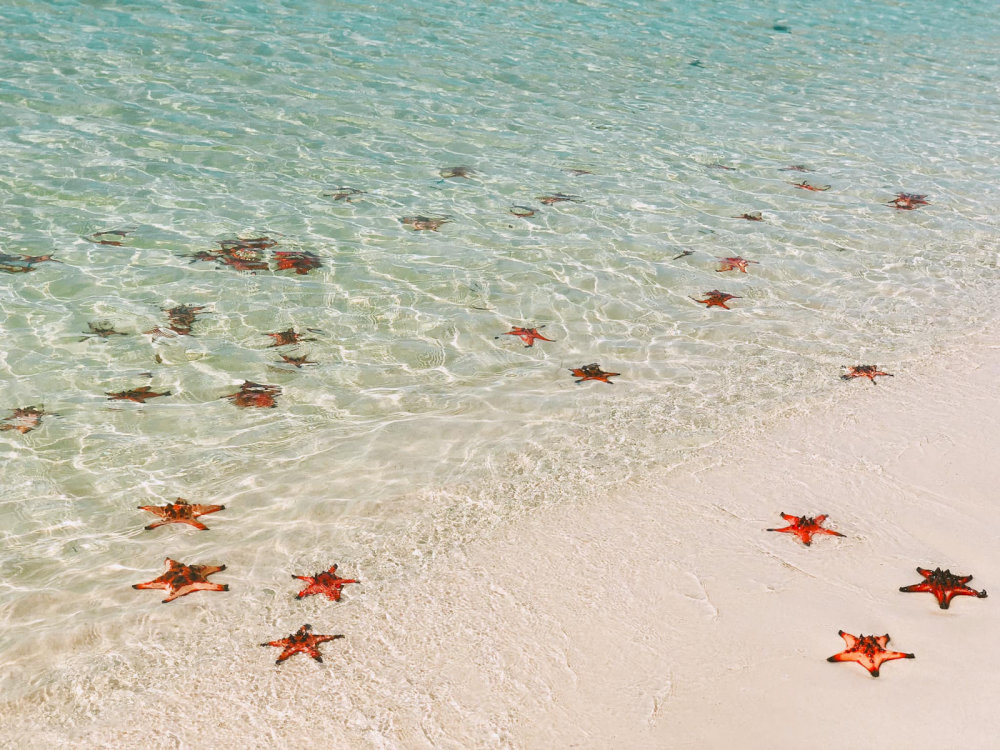 Starfish Beach in Phu Quoc is famous for its clear water and colorful starfish